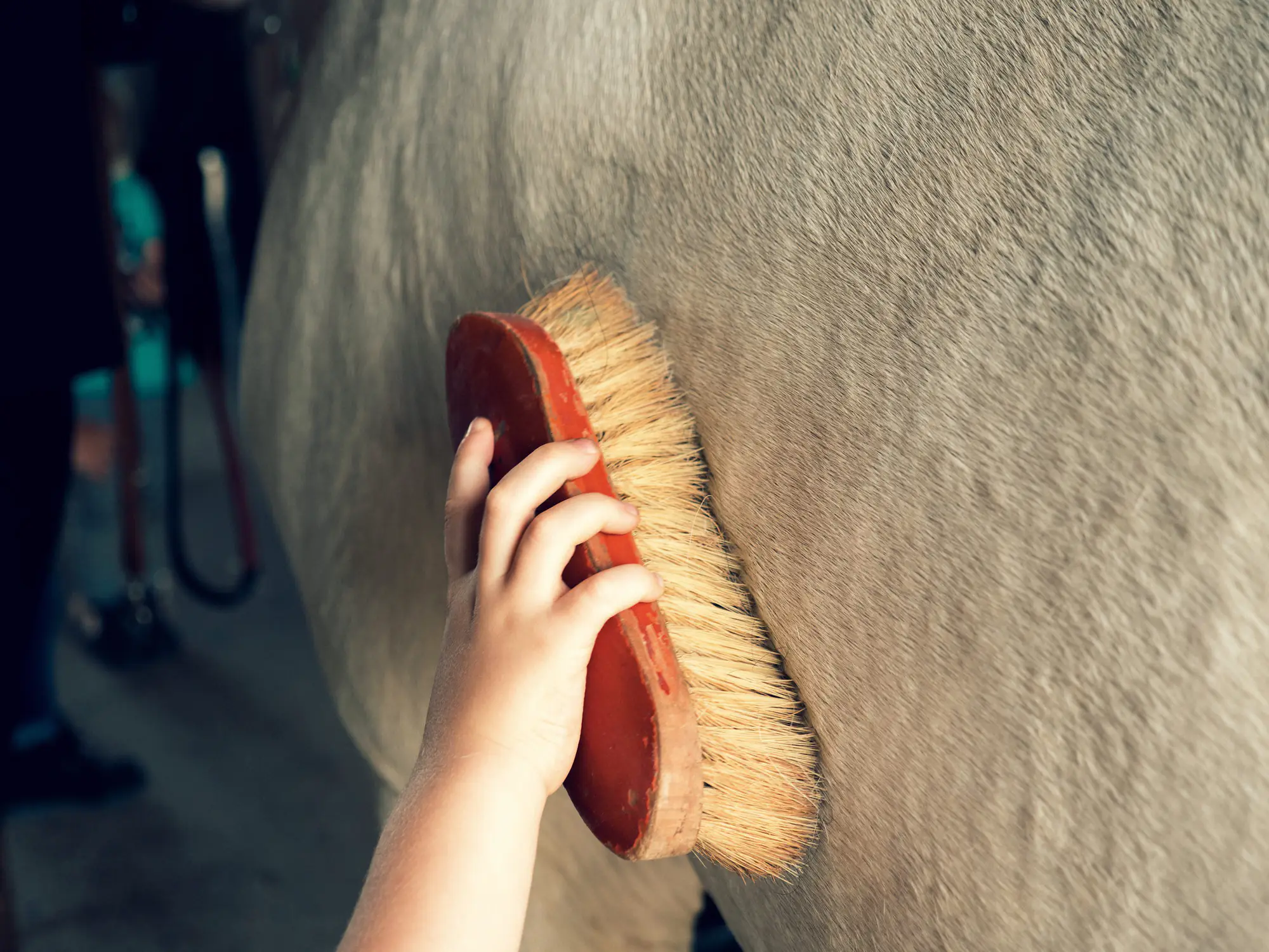 Hand mit Bürste beim Putzen eines Pferdes