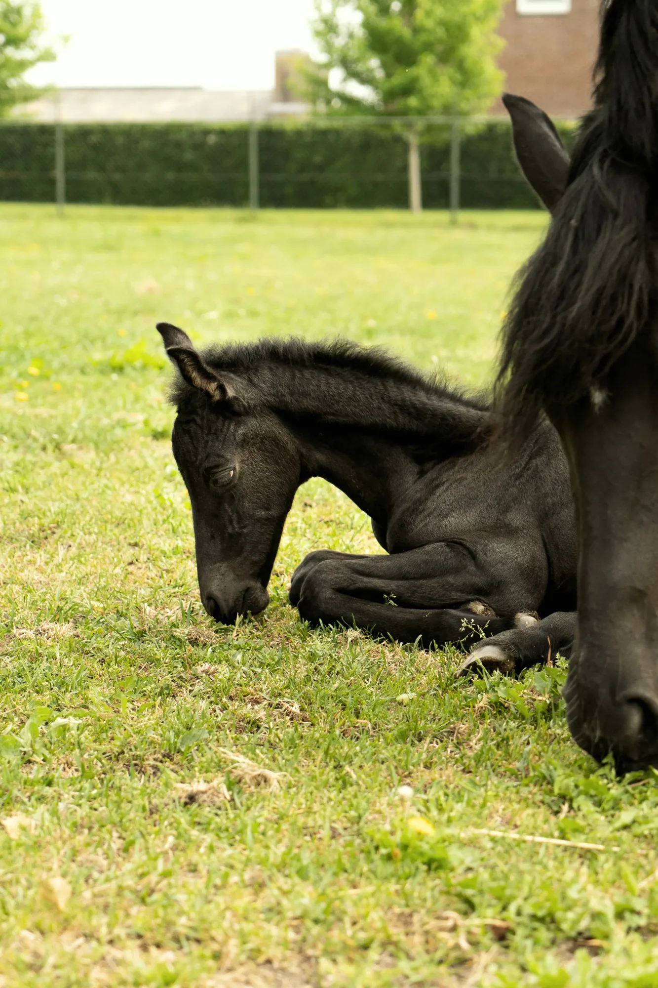 Dunkles Fohlen liegt im Gras