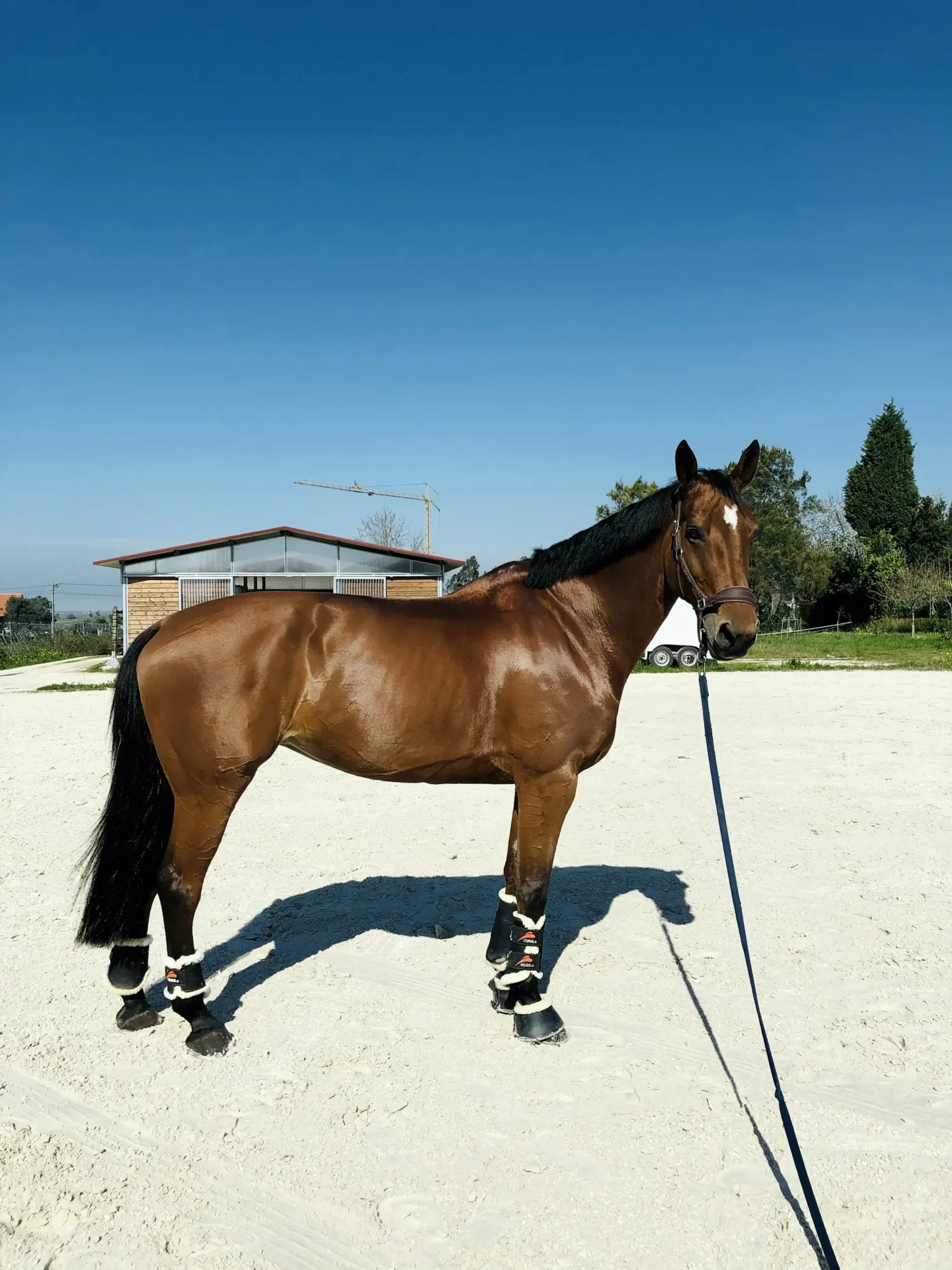 Junges Pferd an der Longe