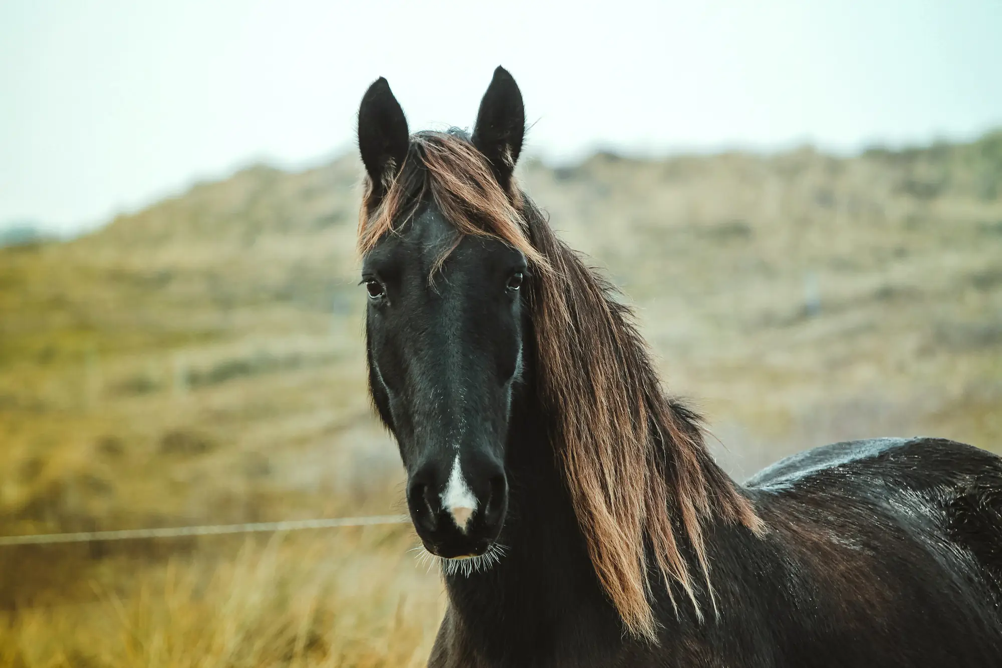 Dunkelbraunes Pferd mit langer Mähne auf einer Wiese