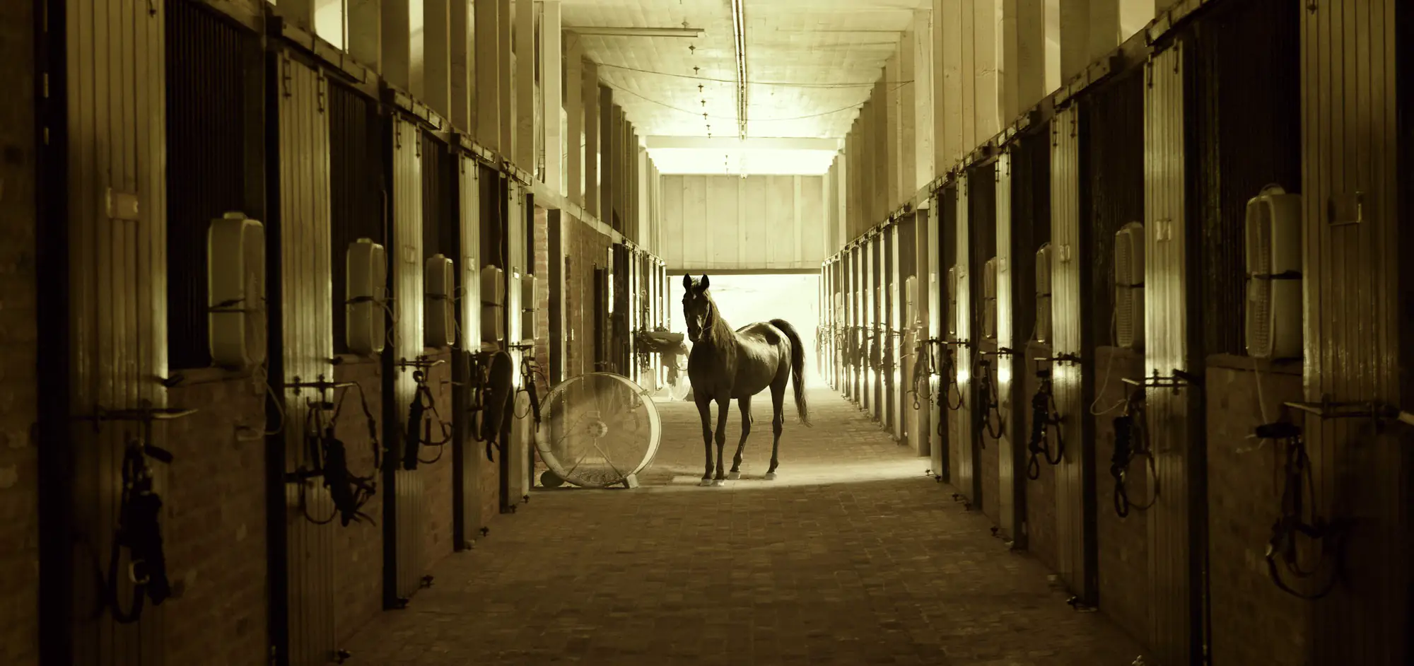 Lange Stallgasse im warmen Licht